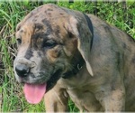 Small Photo #8 Great Dane Puppy For Sale in LEANDER, TX, USA