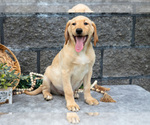 Small Photo #45 Labrador Retriever Puppy For Sale in MILLERSBURG, OH, USA