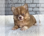 Small #9 Pomeranian