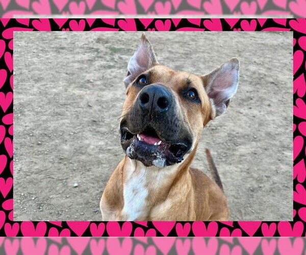 Medium Photo #2 American Pit Bull Terrier-Unknown Mix Puppy For Sale in Ojai, CA, USA