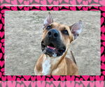 Small #1 American Pit Bull Terrier Mix