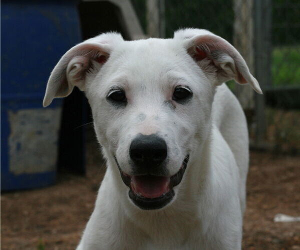 Medium Photo #6 Labrador Retriever-Whippet Mix Puppy For Sale in Attalka, AL, USA