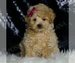 Small Photo #53 Maltipoo (Miniature) Puppy For Sale in WARSAW, IN, USA
