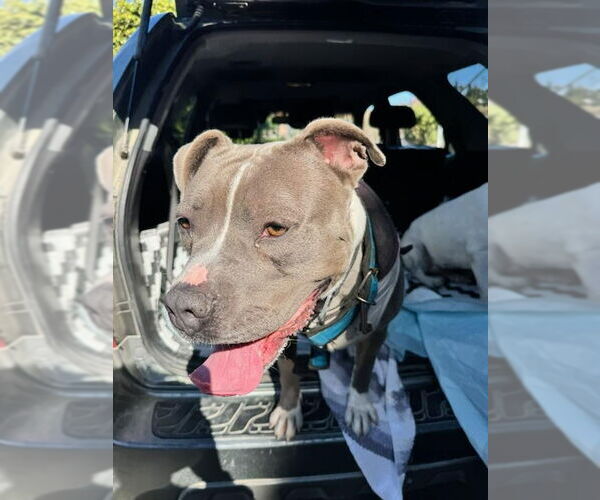 Medium Photo #7 American Staffordshire Terrier-Unknown Mix Puppy For Sale in Lake Forest, CA, USA