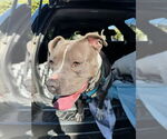 Small #6 American Staffordshire Terrier Mix