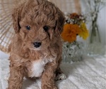 Small Photo #7 Poovanese Puppy For Sale in GOSHEN, IN, USA