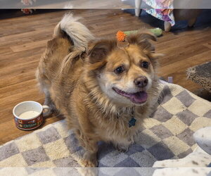 Chihuahua-Unknown Mix Dogs for adoption in Iroquois, IL, USA