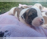 Small Photo #6 American Bulldog Puppy For Sale in MILLS RIVER, NC, USA