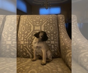 View Ad Pug Puppy For Sale Near Illinois North Aurora Usa Adn 223197