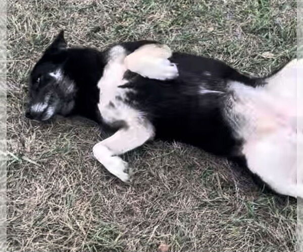 Medium Photo #2 German Shepherd Dog-Siberian Husky Mix Puppy For Sale in Mobile, AL, USA