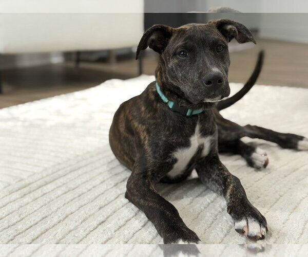 Medium Photo #2 Mutt Puppy For Sale in Tarrytown, GA, USA