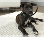 Small #1 Mutt