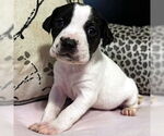 Small #2 Basset Hound Mix