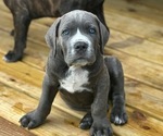 Puppy 6 Cane Corso