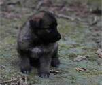 Small Photo #26 German Shepherd Dog Puppy For Sale in REDFIELD, AR, USA