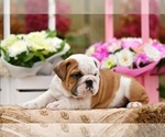 Small #2 English Bulldog