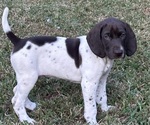 Puppy Symme German Shorthaired Pointer