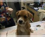 Small #2 German Shepherd Dog