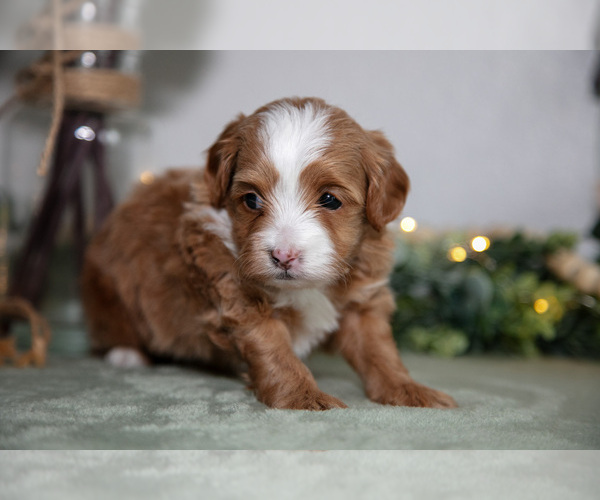 Medium Photo #3 Maltipoo (Toy) Puppy For Sale in GOSHEN, IN, USA