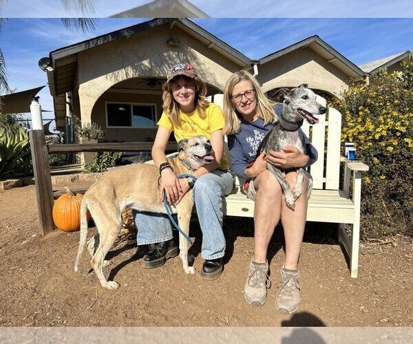 Medium Photo #3 Labrador Retriever-Unknown Mix Puppy For Sale in  Ramona, CA, USA