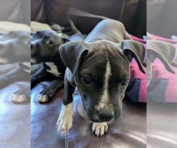 Medium Photo #1 Mutt Puppy For Sale in Wenonah, NJ, USA