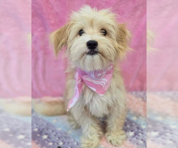 Medium Photo #2 Cairn Terrier-Unknown Mix Puppy For Sale in Lakewood, CO, USA