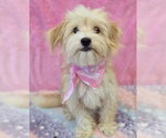 Small #1 Cairn Terrier Mix