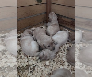 Labrador Retriever Puppy for Sale in RIDGEFIELD, Washington USA