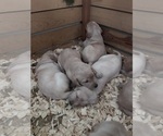 Small Labrador Retriever