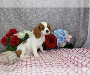 Cavalier King Charles Spaniel Puppy for sale in WOOSTER, OH, USA