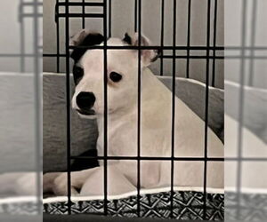 Rat-Cha Dogs for adoption in Grafton, WI, USA