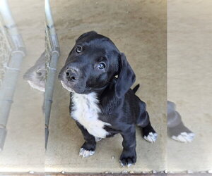 Australian Shepherd-Unknown Mix Dogs for adoption in Estherville, IA, USA