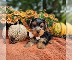 Small #1 Yorkshire Terrier