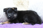 Small #2 German Shepherd Dog