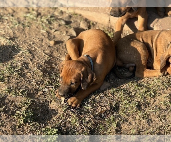 Medium Photo #2 Labrador Retriever-Rhodesian Ridgeback Mix Puppy For Sale in FRESNO, CA, USA