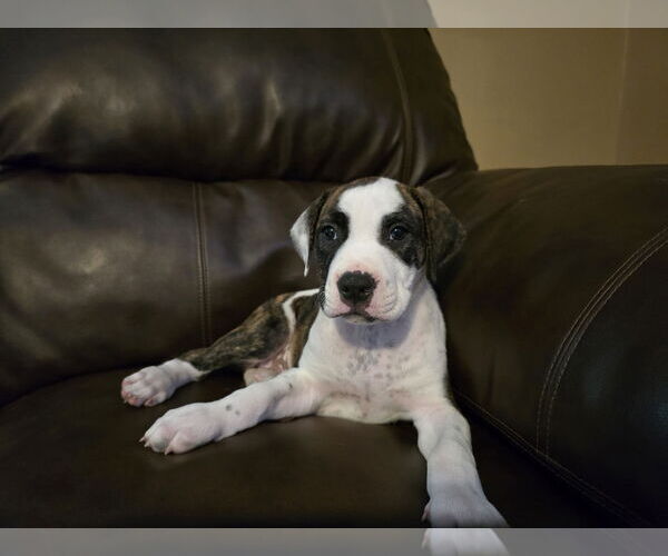 Medium Photo #1 American Pit Bull Terrier-Labrador Retriever Mix Puppy For Sale in Princeton, MN, USA