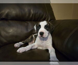 American Pit Bull Terrier-Labrador Retriever Mix Dogs for adoption in Princeton, MN, USA