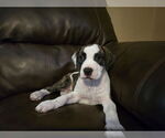 Small American Pit Bull Terrier-Labrador Retriever Mix