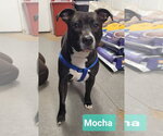 Small #2 Affenpinscher-Staffordshire Bull Terrier Mix