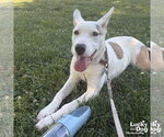 Small #3 Carolina Dog Mix