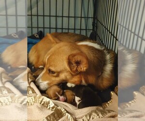 Mother of the Pembroke Welsh Corgi puppies born on 02/06/2022
