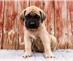 Puppy Hester Mastiff
