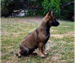 Small Photo #6 German Shepherd Dog Puppy For Sale in OAKHURST, CA, USA