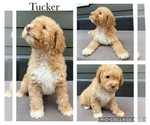 Puppy Tucker Lagotto Romagnolo