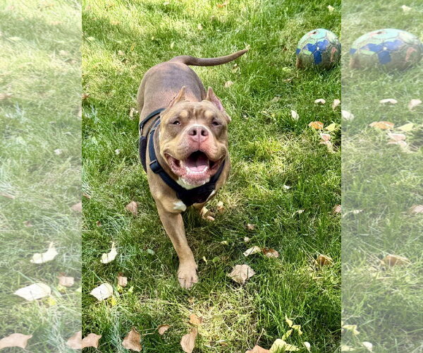 Medium Photo #5 American Staffordshire Terrier Puppy For Sale in Arlington, VA, USA