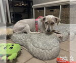 Small #1 Wheaten Terrier Mix