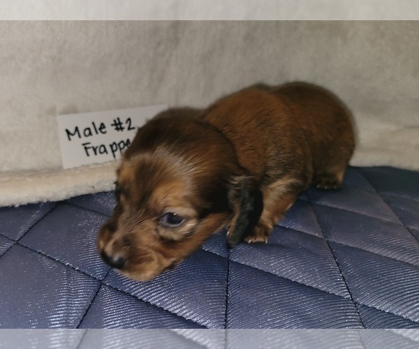 Medium Photo #2 Dachshund Puppy For Sale in PINSON, AL, USA