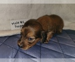 Small Photo #38 Dachshund Puppy For Sale in PINSON, AL, USA