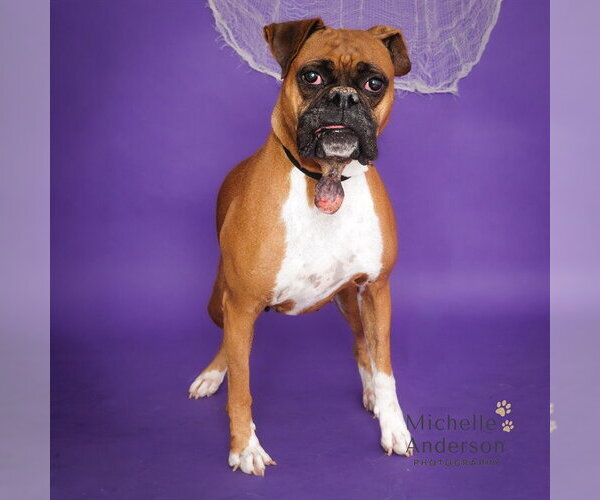 Medium Photo #1 Boxer Puppy For Sale in Corona, CA, USA