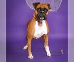 A165776 - Female Boxer Dog for Adoption - Small photo